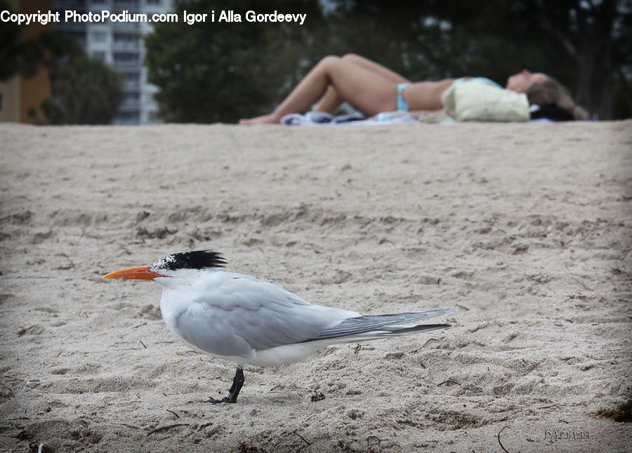 Bikini, Maillot, Swimwear, Plant, Potted Plant, Bird, Seagull