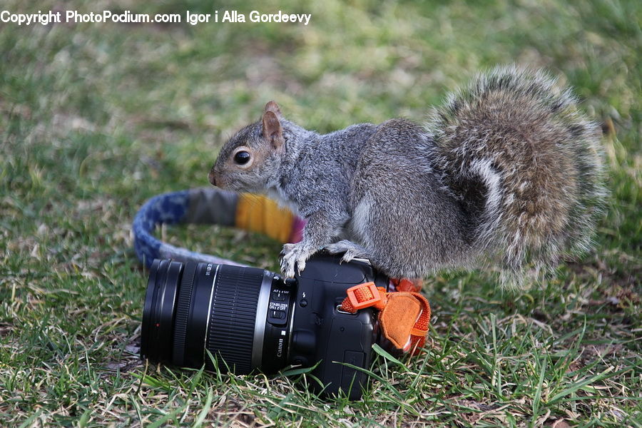 Animal, Mammal, Rodent, Squirrel, Eating, Field, Grass