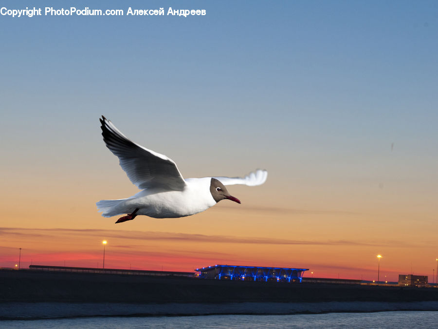 Bird, Seagull, Dove, Pigeon, Goose, Waterfowl