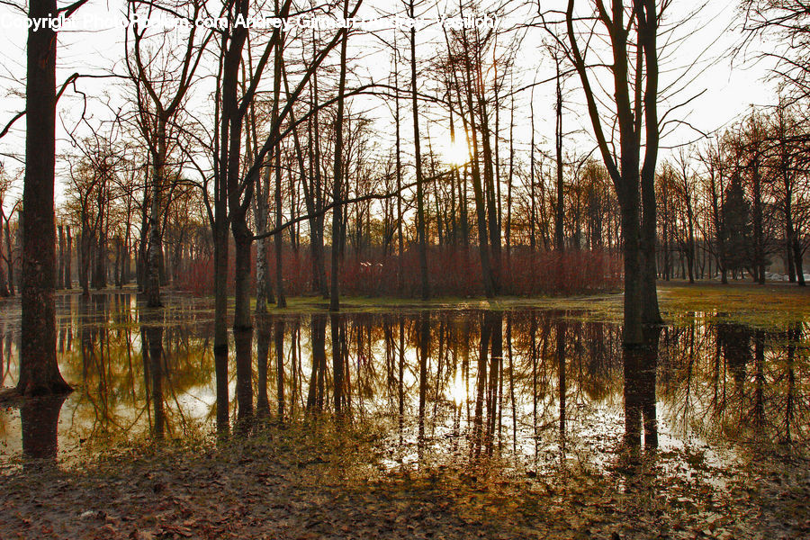 Land, Marsh, Outdoors, Swamp, Water, Flood, Forest