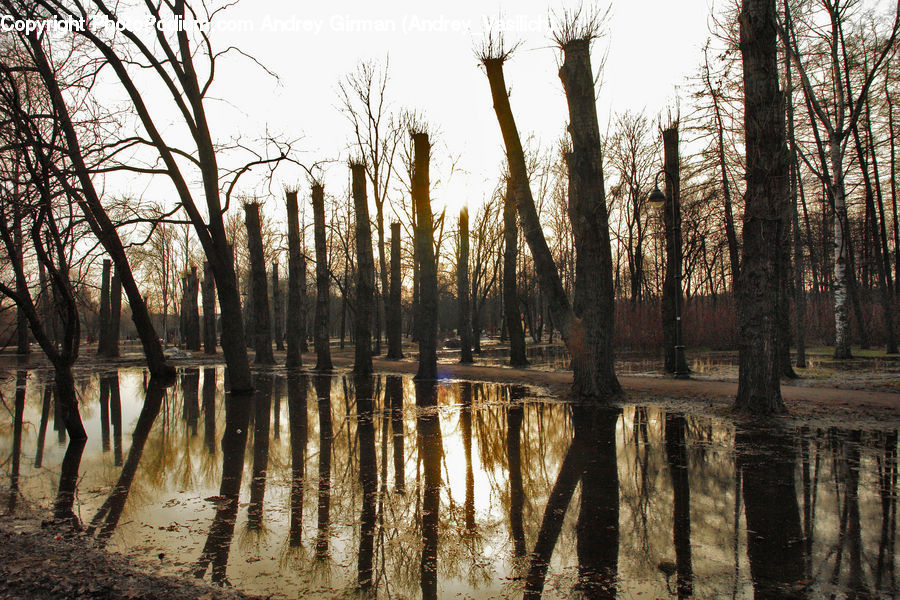 Land, Marsh, Outdoors, Swamp, Water, Field, Grass