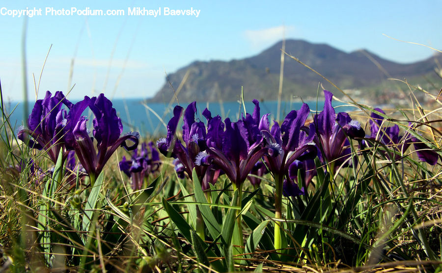 Blossom, Crocus, Flora, Flower, Plant, Iris, Forest