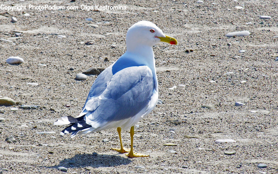 Bird, Seagull, Beak