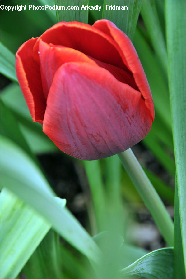 Blossom, Flora, Flower, Plant, Tulip, Gladiolus, Carnation