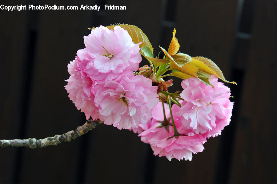 Blossom, Flora, Flower, Plant, Cherry Blossom, Carnation, Flower Arrangement