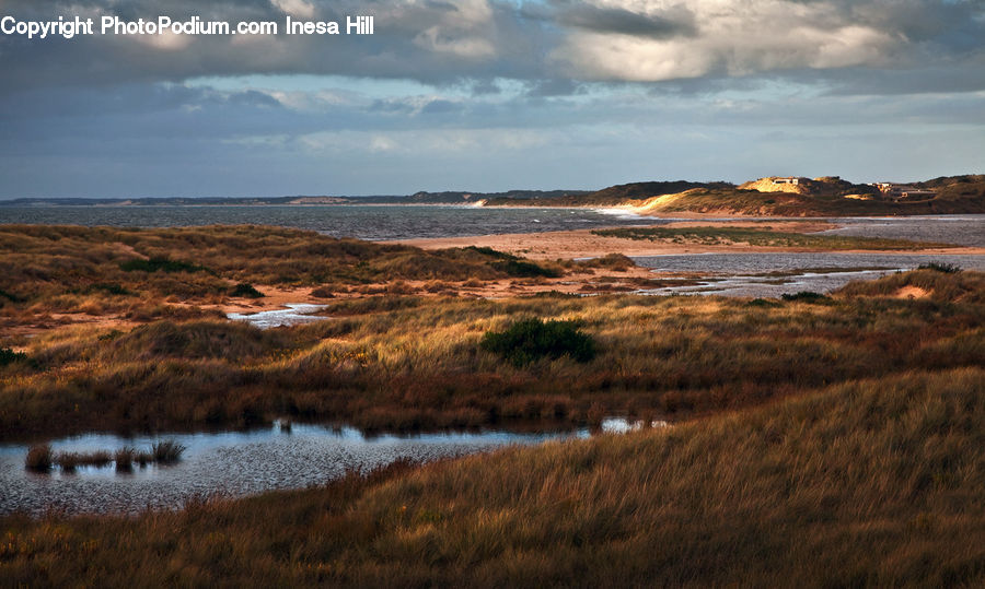 Land, Marsh, Pond, Swamp, Water, Field, Grass