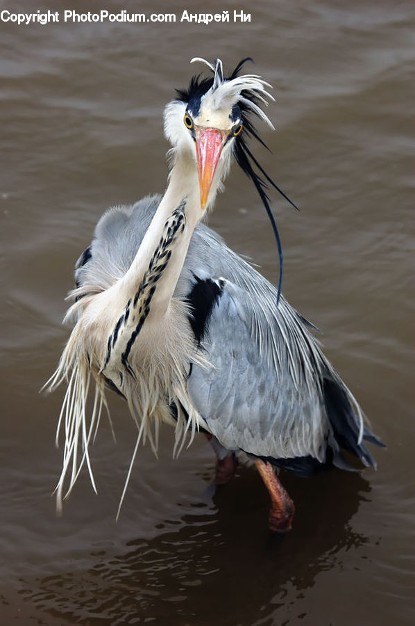 Ardeidae, Bird, Crane Bird, Heron, Stork, Waterfowl, Beak