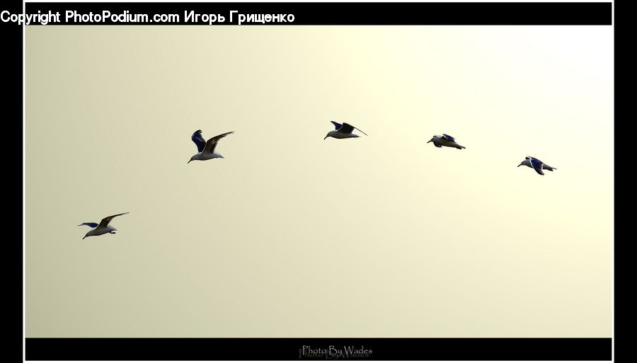 Bird, Crane Bird, Heron, Flying