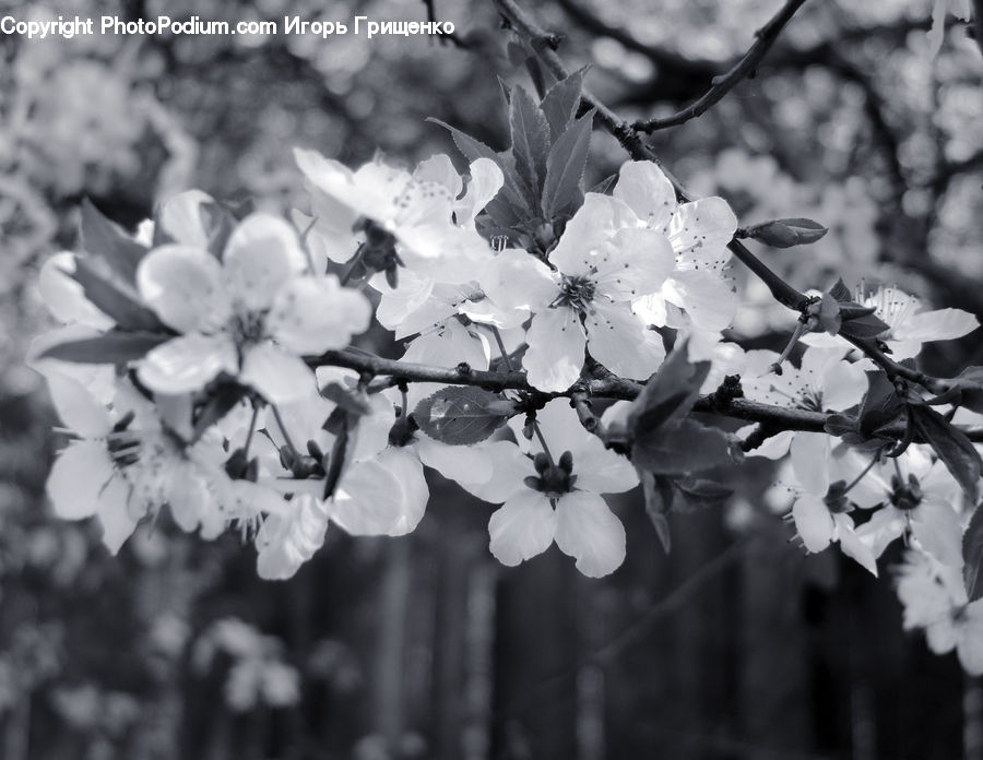 Blossom, Flora, Flower, Plant, People, Person, Human