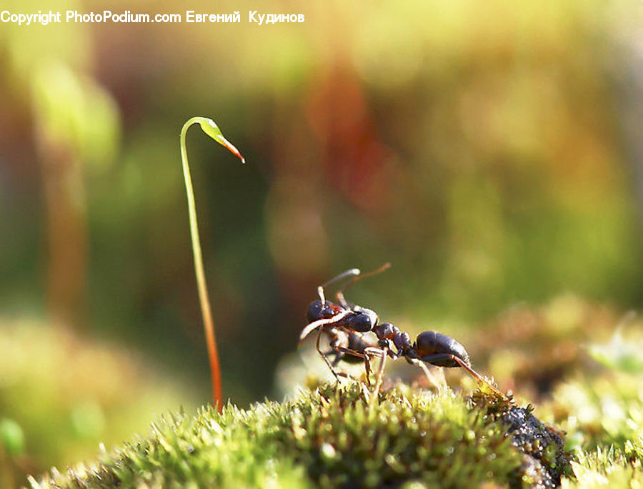 Ant, Insect, Invertebrate, Moss, Plant, Bee, Field