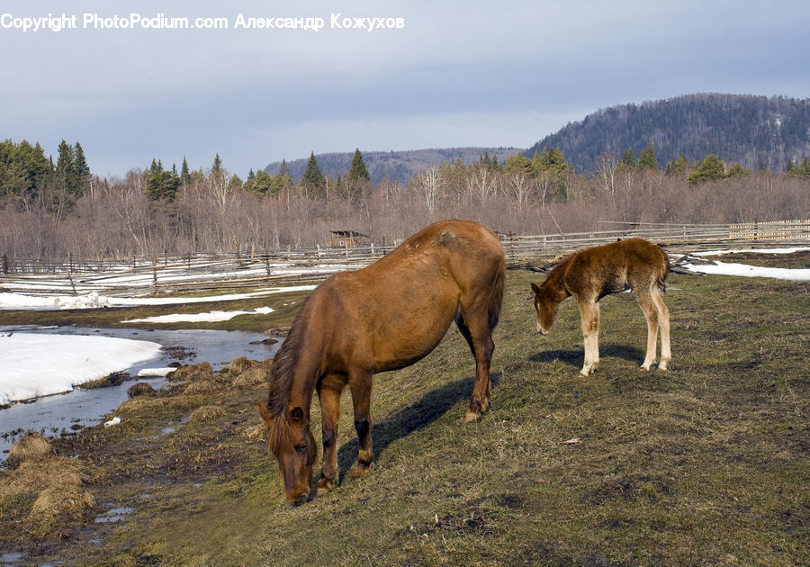 Animal, Colt Horse, Foal, Horse, Mammal, Countryside, Farm