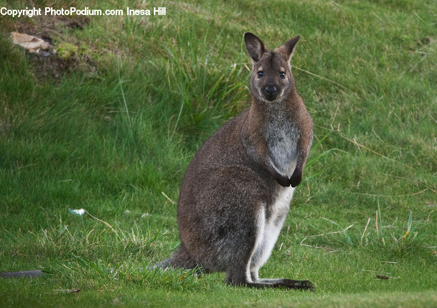 Animal, Kangaroo, Mammal, Wallaby