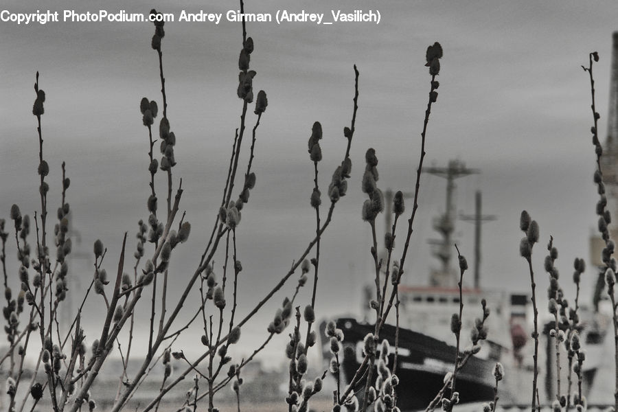 Grass, Plant, Reed, Potted Plant, Blossom, Flora, Flower