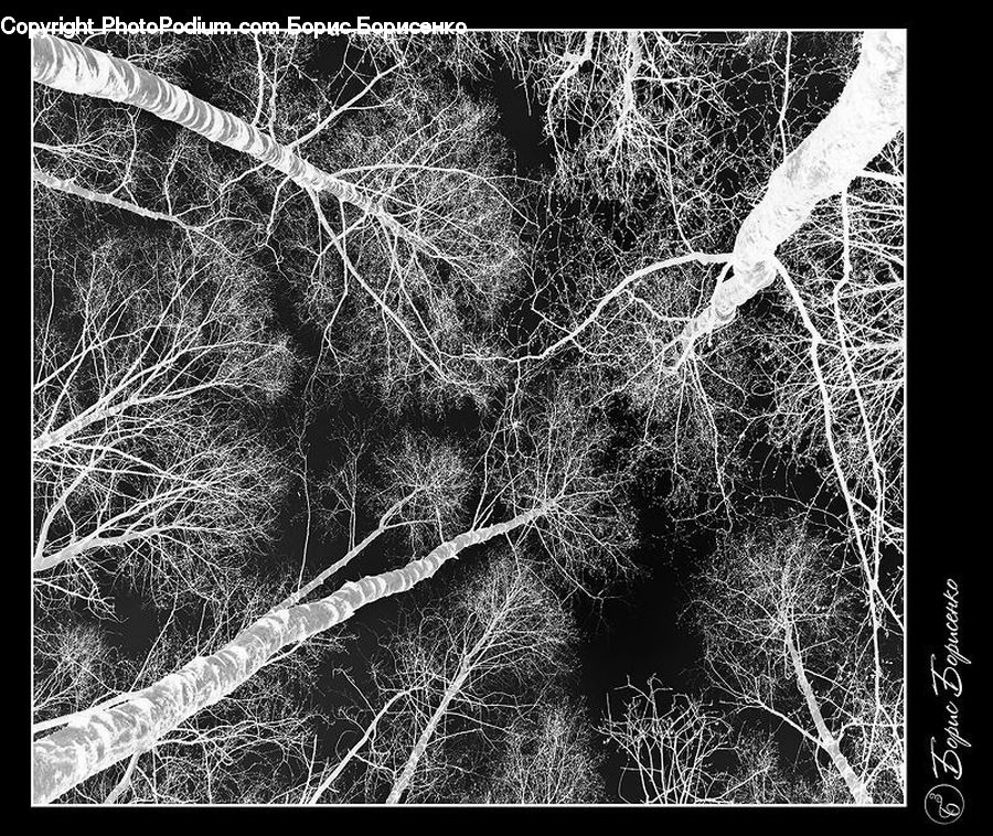 Frost, Ice, Outdoors, Snow, Fractal, Ivy, Plant