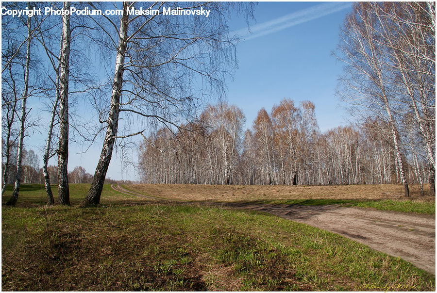 Birch, Tree, Wood, Dirt Road, Gravel, Road, Conifer