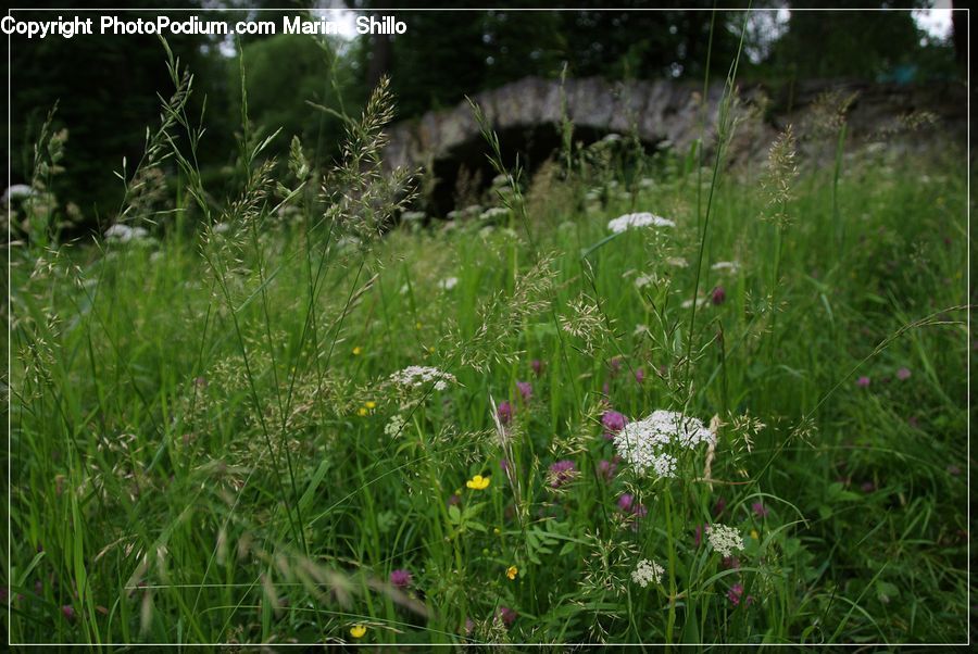 Field, Grass, Grassland, Plant, Potted Plant, Weed, Allium