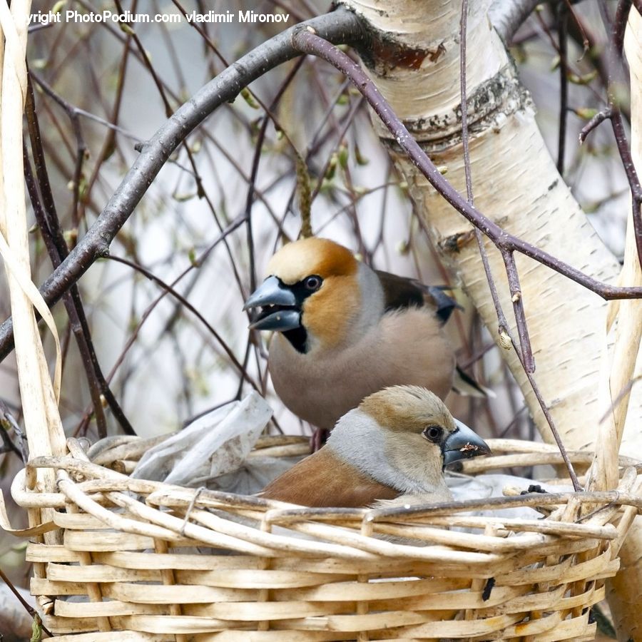 Bird, Blue Jay, Bluebird, Jay, Duck, Teal, Waterfowl