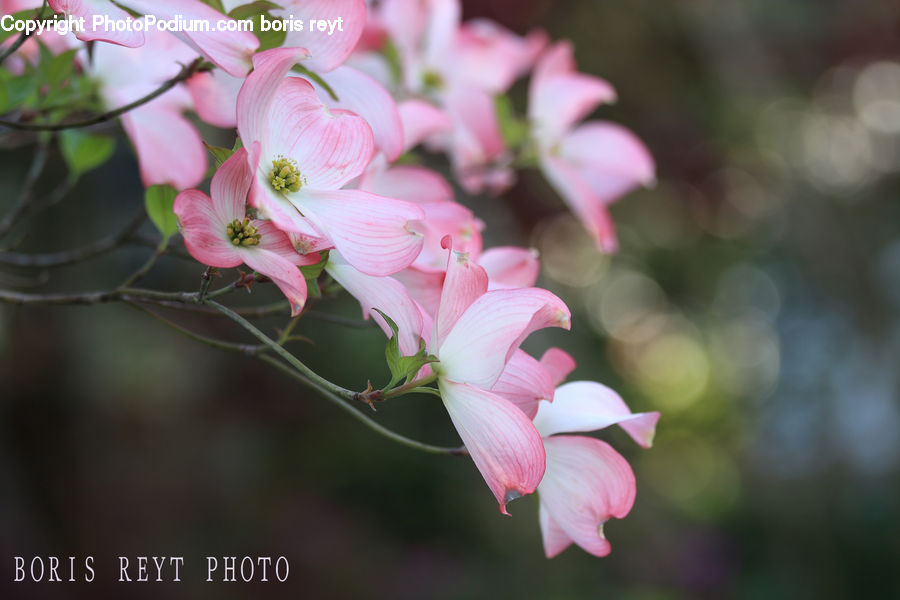 Blossom, Flora, Flower, Plant, Cherry Blossom, Geranium, Cherry