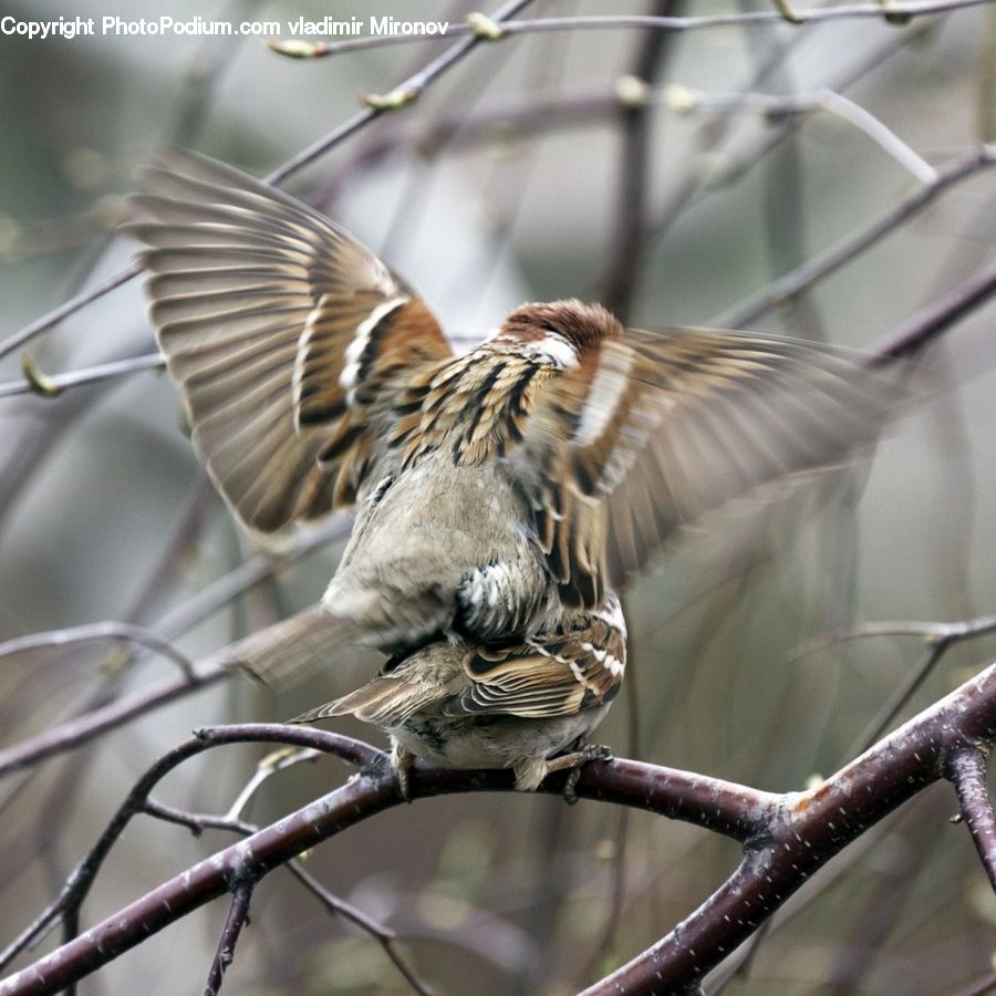 Bird, Sparrow, Finch, Head, Portrait