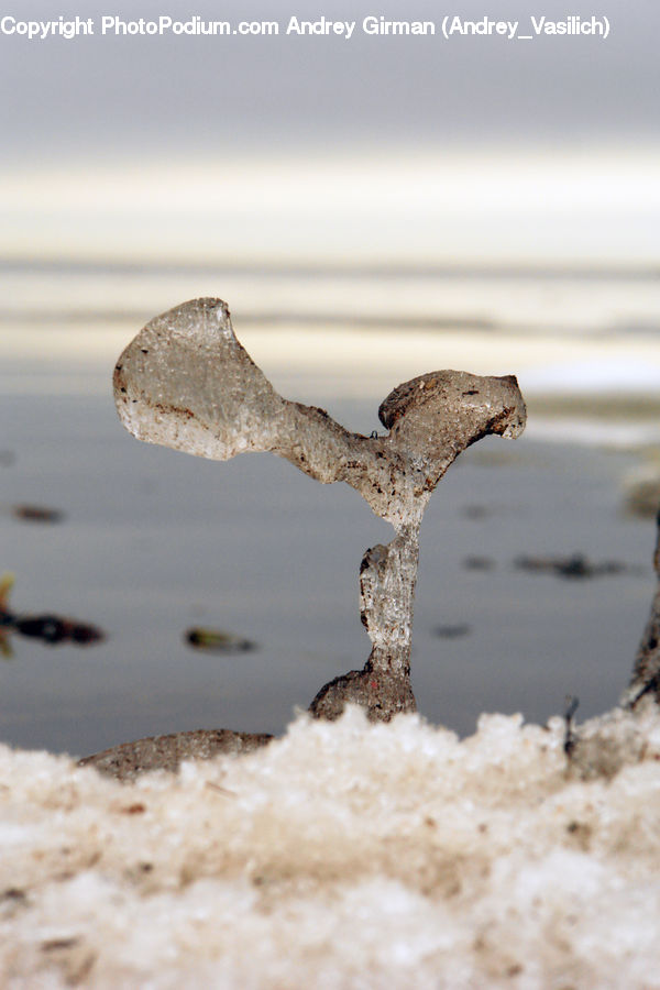 Bird, Buzzard, Harrier, Hawk, Vulture, Beach, Coast