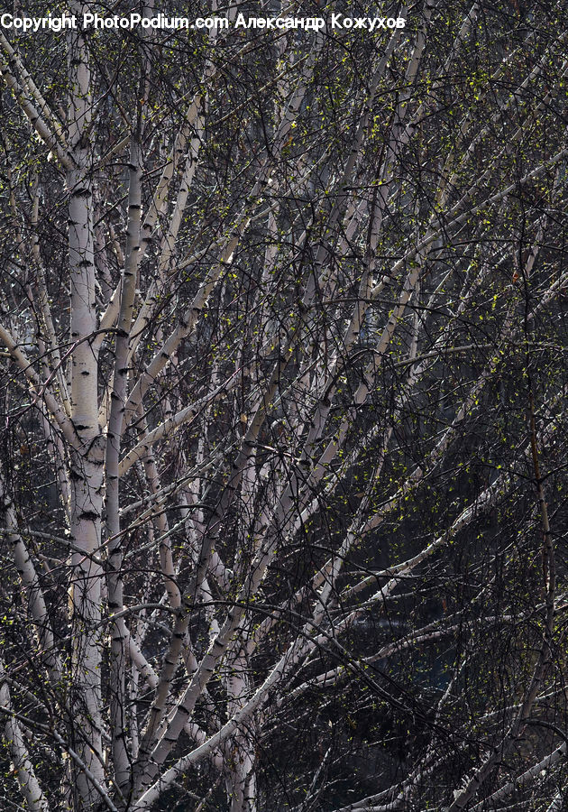 Birch, Tree, Wood, Forest, Vegetation, Field, Grass