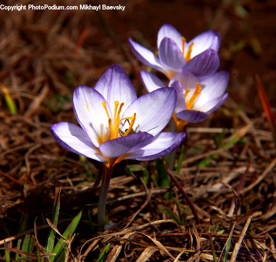 Blossom, Crocus, Flora, Flower, Plant, Fern, Conifer