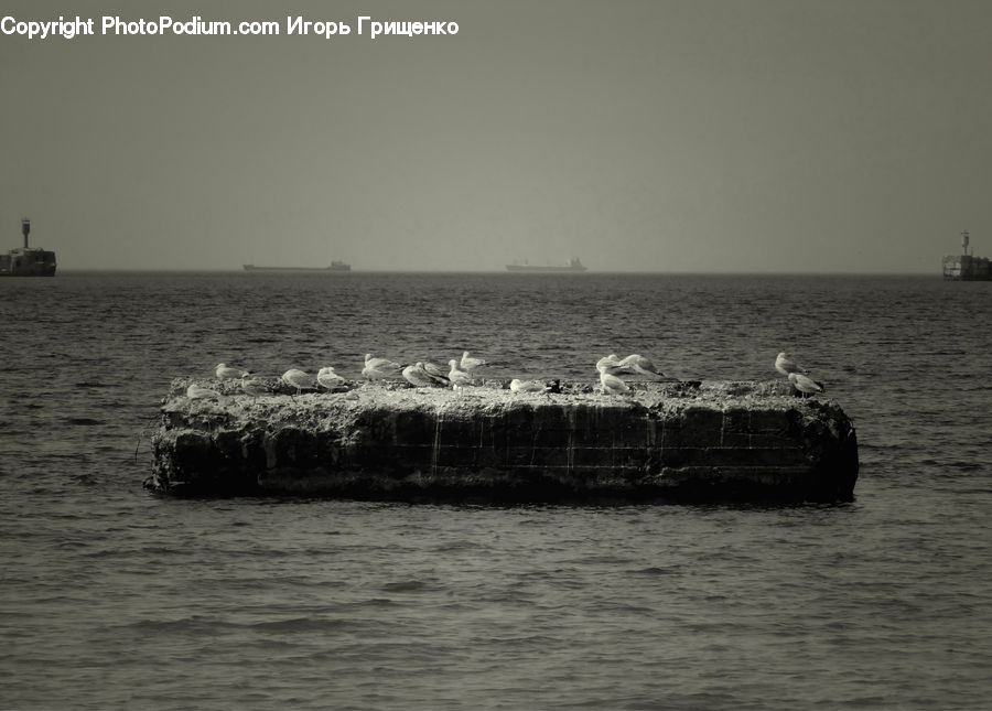 Bird, Seagull, Barge, Boat, Tugboat, Vessel, Coast