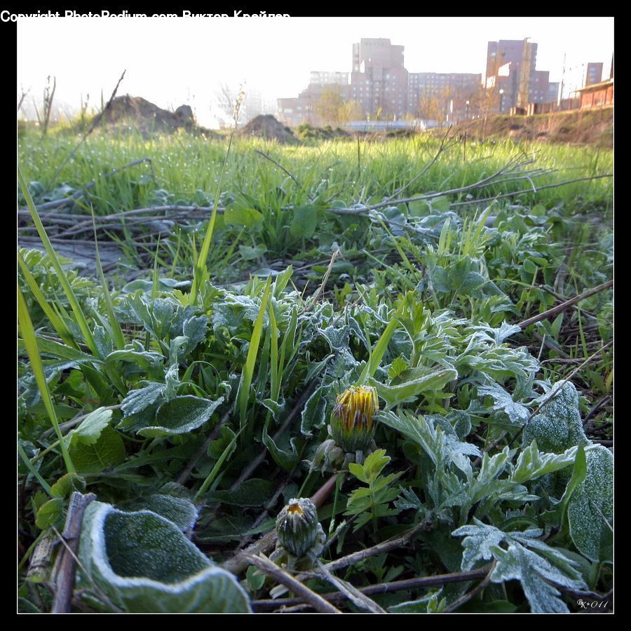 Frost, Ice, Outdoors, Snow, Cabbage, Produce, Vegetable