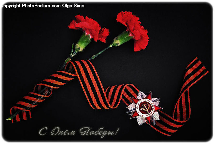 Blossom, Carnation, Flower, Plant, Flora, Gladiolus, Poppy