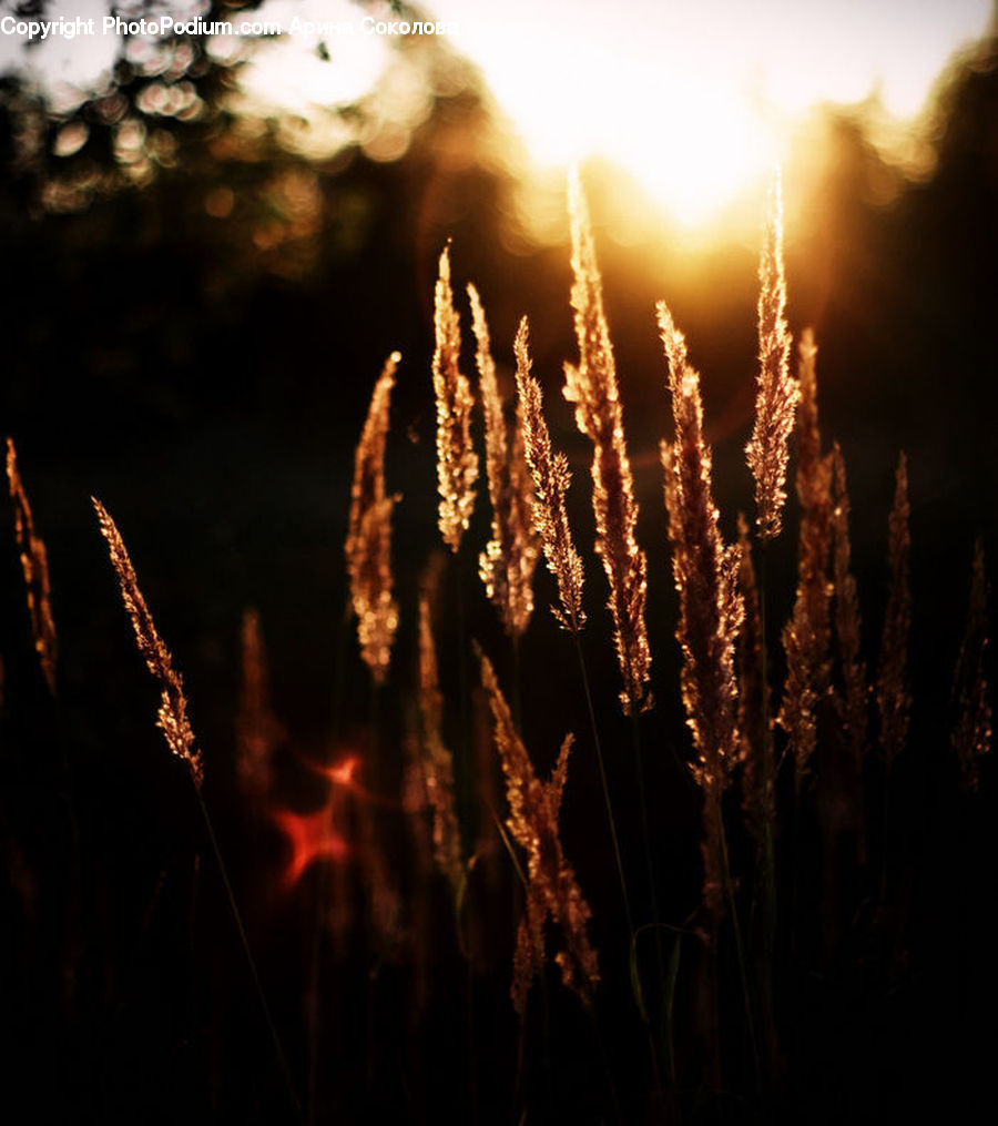 Field, Grass, Grassland, Plant, Reed, Grain, Wheat