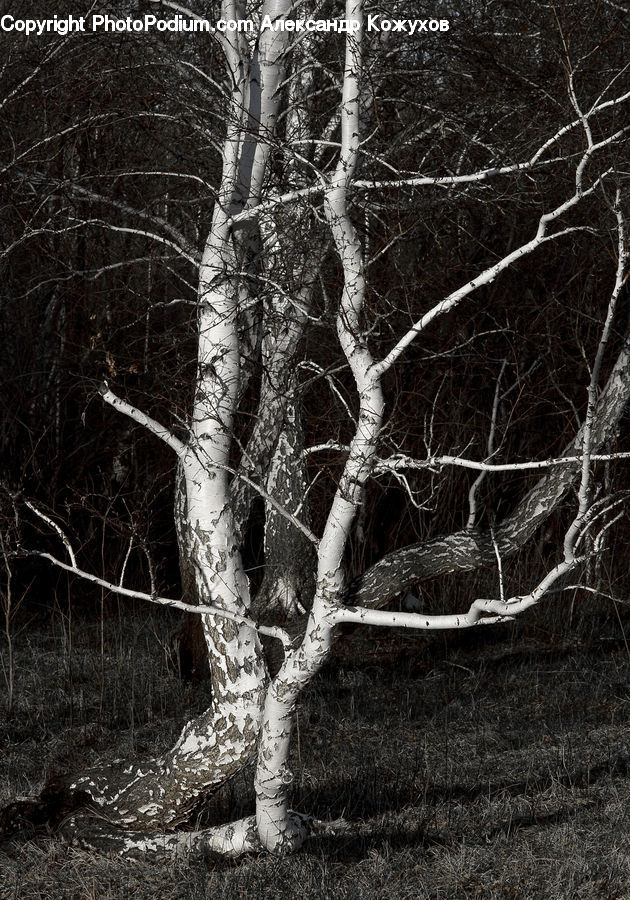 Birch, Tree, Wood, Plant, Forest, Vegetation, Oak