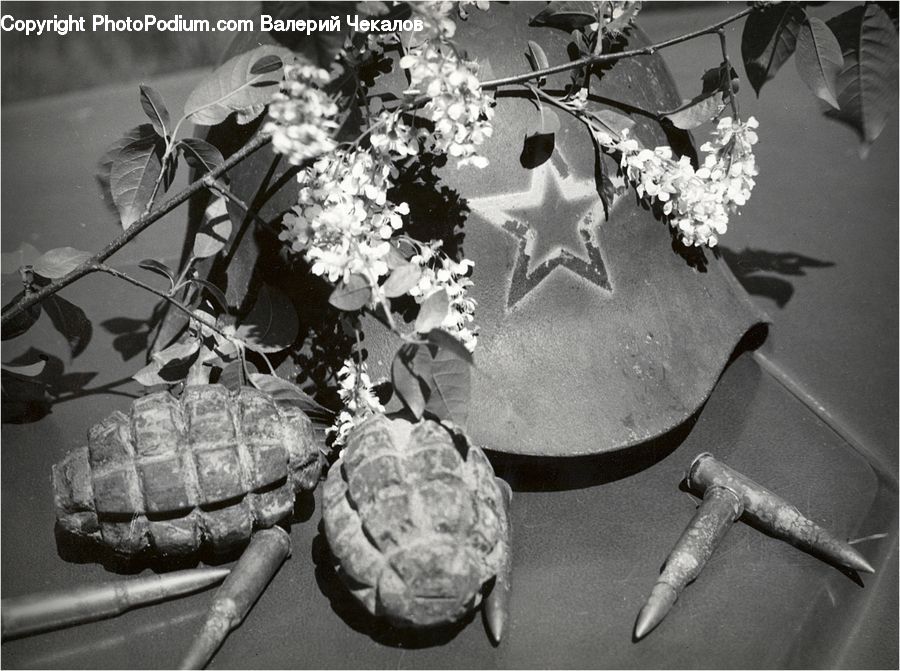 Reptile, Tortoise, Turtle, Blossom, Flora, Flower, Plant