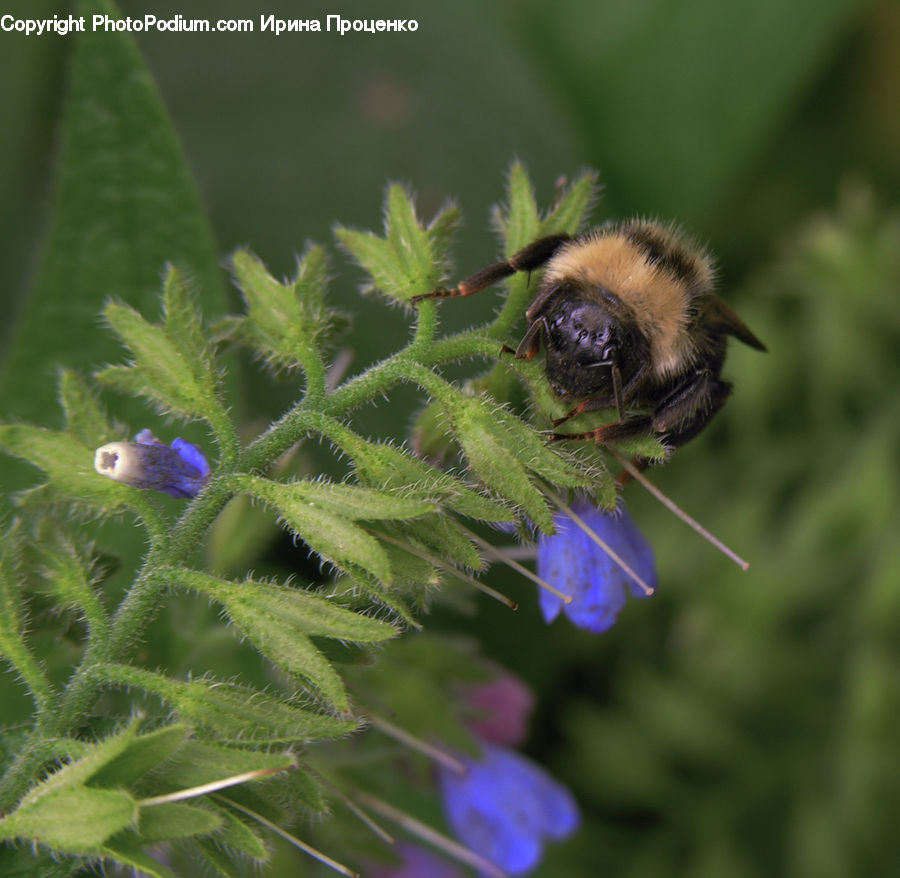 Bee, Insect, Invertebrate, Andrena, Apidae, Bumblebee, Honey Bee