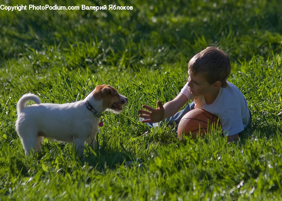 People, Person, Human, Animal, Canine, Cocker Spaniel, Dog