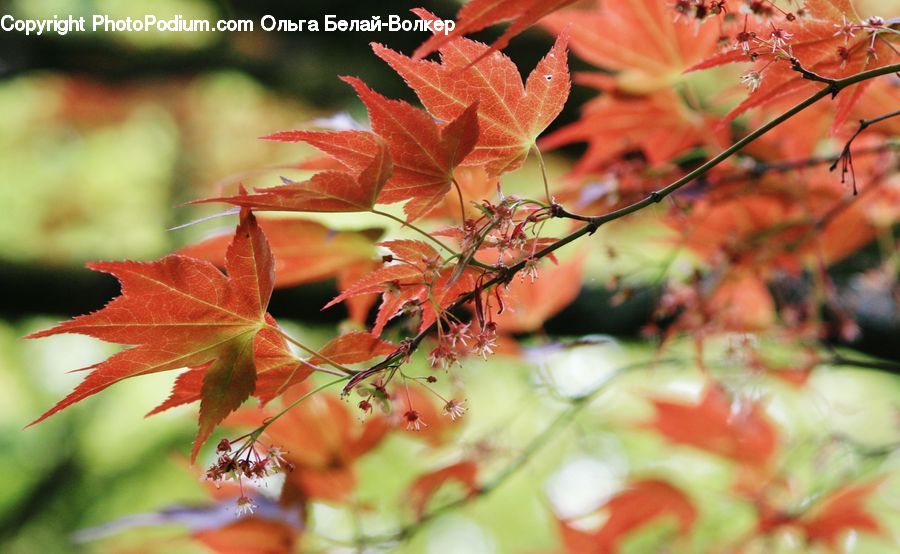 Maple, Tree, Wood, Carrot, Root, Vegetable, Maple Leaf