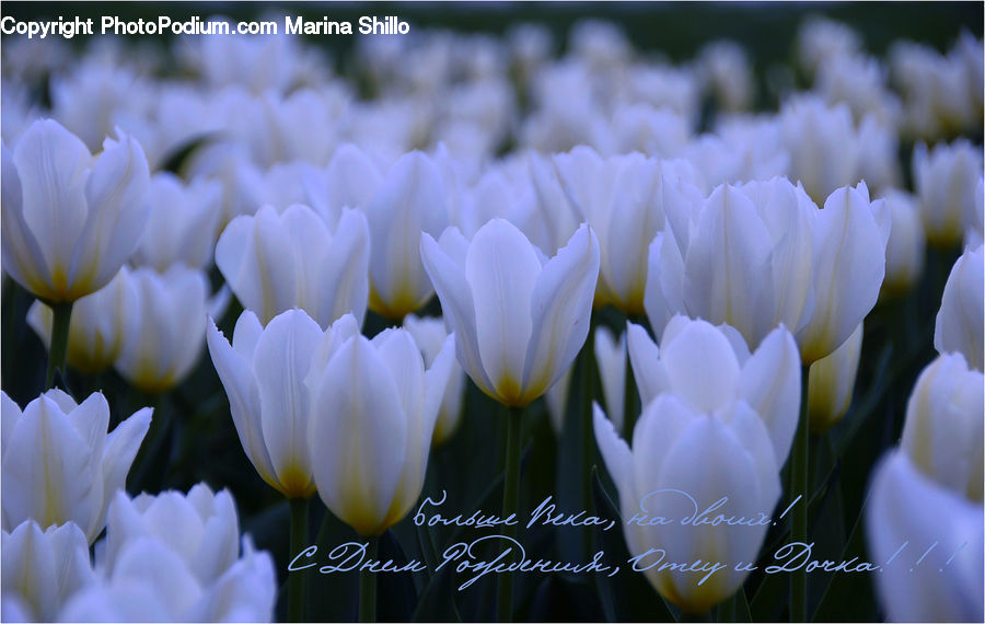 Blossom, Flora, Flower, Plant, Tulip, Crocus, Field