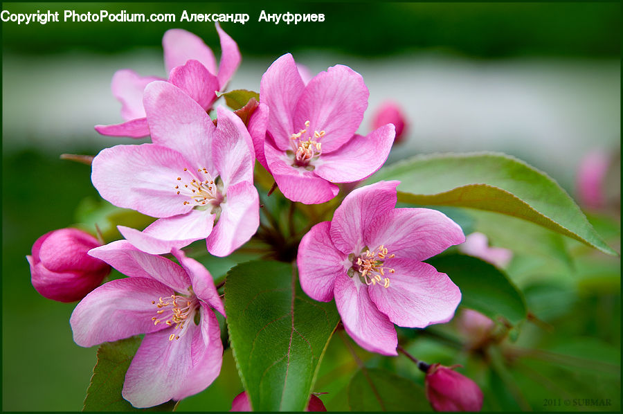 Blossom, Flora, Flower, Plant, Geranium, Cherry Blossom, Lilac
