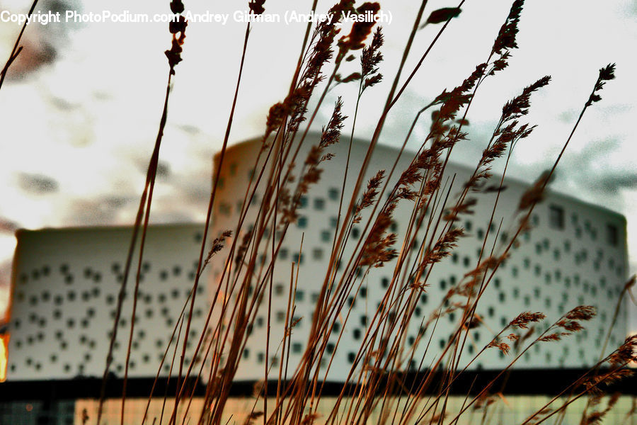 Field, Grass, Grassland, Plant, Reed, Blossom, Flora