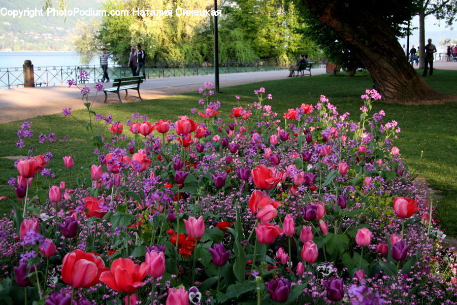 Blossom, Flora, Flower, Plant, Tulip, Garden, Crocus