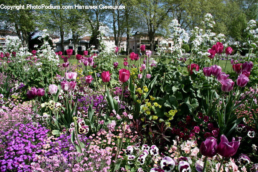 Blossom, Flora, Flower, Plant, Tulip, Garden, Hibiscus