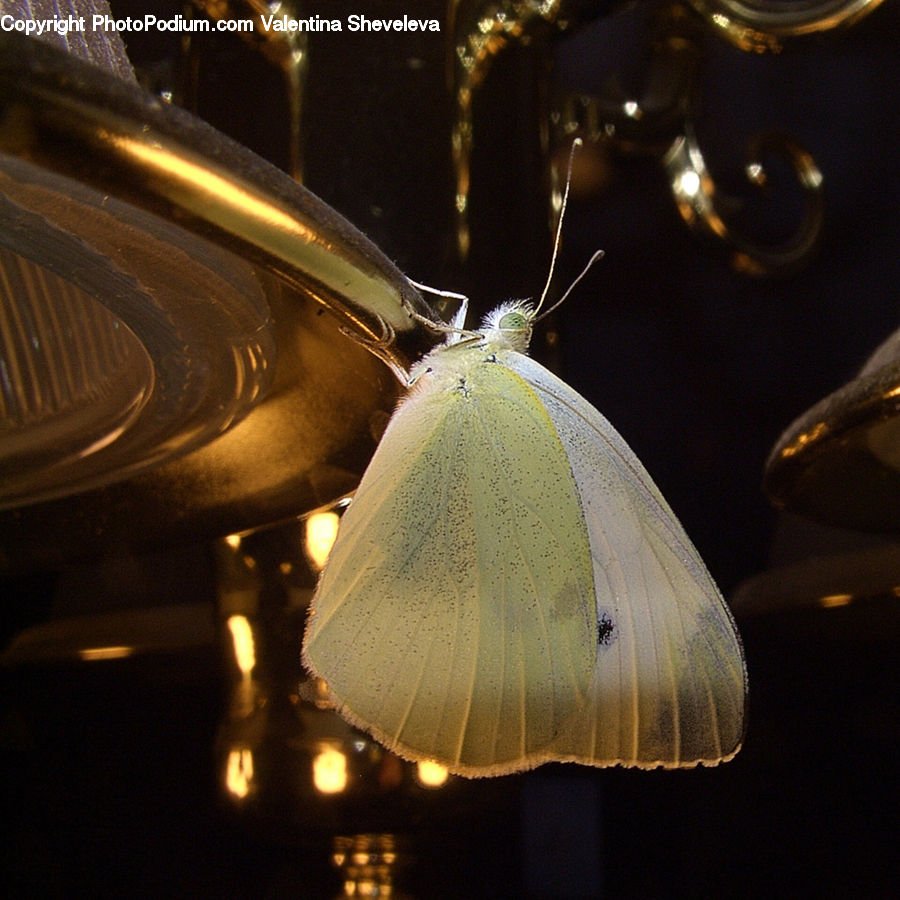 Light Fixture, Butterfly, Insect, Invertebrate, Blossom, Flora, Flower