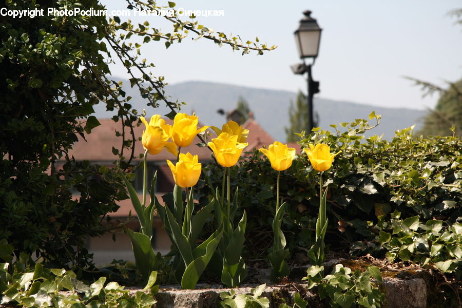 Ivy, Plant, Vine, Blossom, Daffodil, Flora, Flower