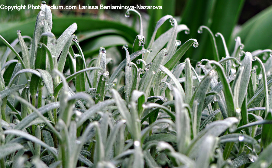 Field, Grass, Grassland, Plant, Amaryllidaceae, Blossom, Flower