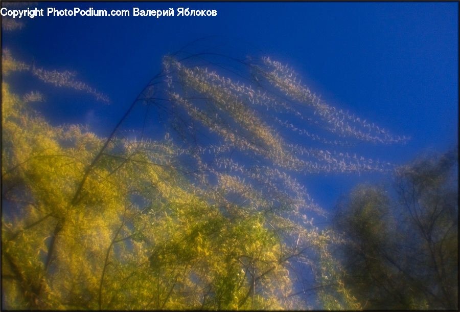 Field, Grass, Grassland, Plant, Coral Reef, Outdoors, Reef