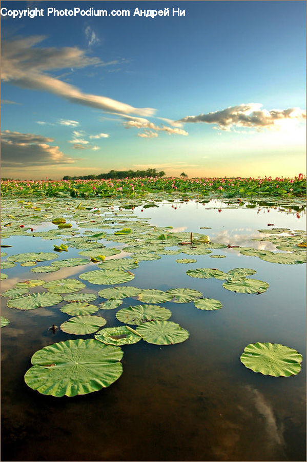 Outdoors, Pond, Water, Algae, Flower, Lily, Plant