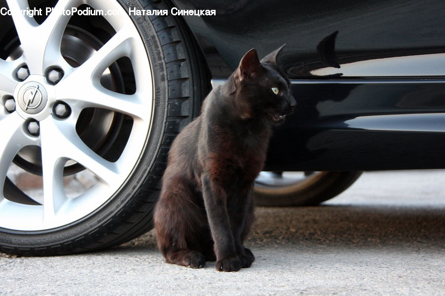 Animal, Black Cat, Cat, Mammal, Pet, Alloy Wheel, Car Wheel