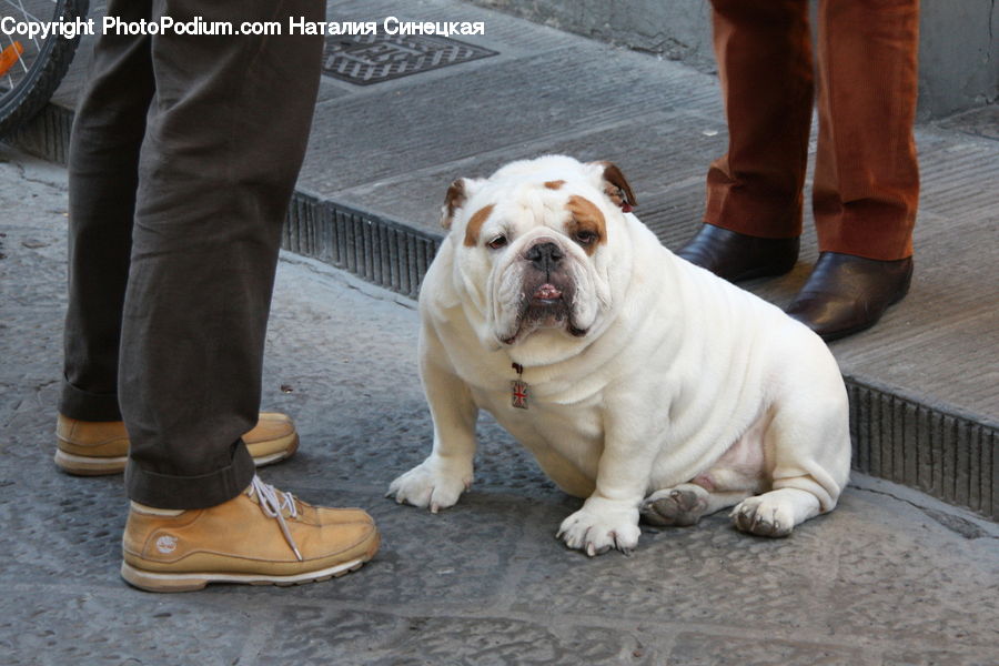 Animal, Boxer, Bulldog, Canine, Dog, Mammal, Pet