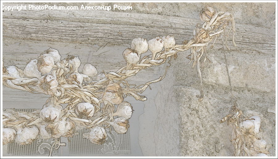 Garlic, Plant, Art, Carpet, Tapestry, Lace, Drawing
