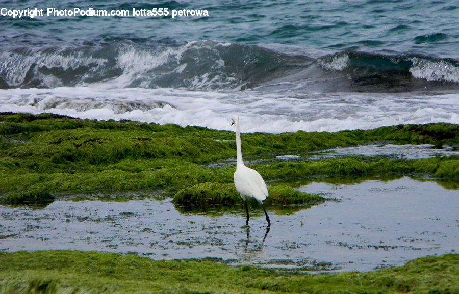 Bird, Crane Bird, Heron, Swan, Waterfowl, Ardeidae, Egret
