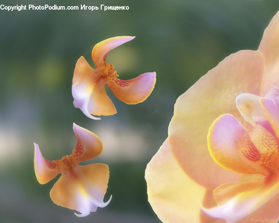 Flora, Flower, Gladiolus, Plant, Blossom, Geranium, Lily